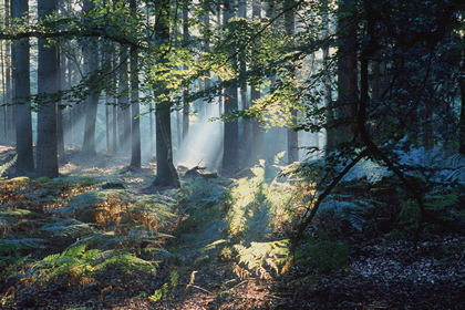 Laubwald - Foto, Druck, Poster, Leinwand