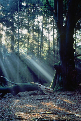 Sonnenstrahlen - Foto, Druck, Poster, Leinwand