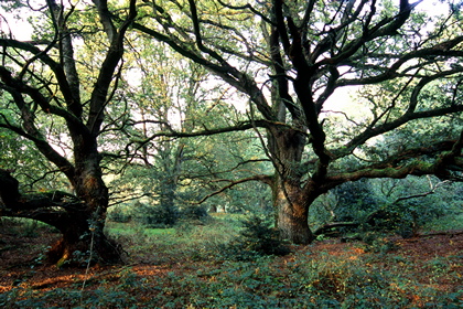 Laubwald - Foto, Druck, Poster, Leinwand