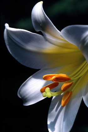 Lilie, Lilium - Foto, Druck, Poster, Leinwand