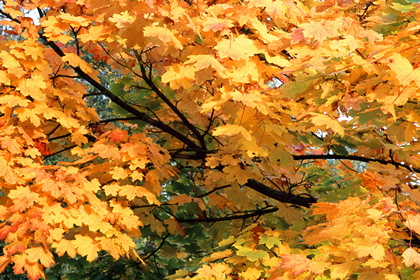 Ahornblätter - Foto, Druck, Poster, Leinwand