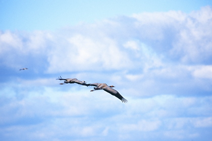 Kranichflug - Foto, Druck, Poster, Leinwand