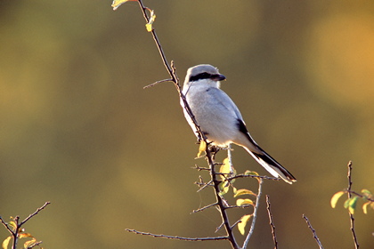 Raubwürger - Foto, Druck, Poster, Leinwand