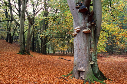 Herbstwald - Foto, Druck, Poster, Leinwand