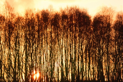 Abendrot - Foto, Druck, Poster, Leinwand