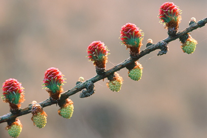 Lärchenblüten - Foto, Druck, Poster, Leinwand