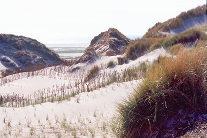 Dünenlandschaft - Foto, Druck, Poster, Leinwand