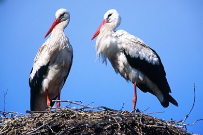 Weißstörche - Foto, Druck, Poster, Leinwand
