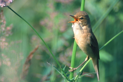 Teichrohrsänger - Foto, Druck, Poster, Leinwand