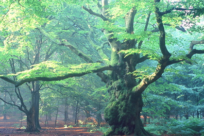 Laubwald - Foto, Druck, Poster, Leinwand