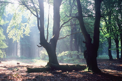 Wald - Foto, Druck, Poster, Leinwand