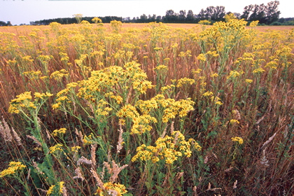 Blumenwiese - Foto, Druck, Poster, Leinwand