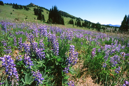 Bergwiese - Foto, Druck, Poster, Leinwand