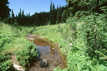 Waldbach - Foto, Druck, Poster, Leinwand