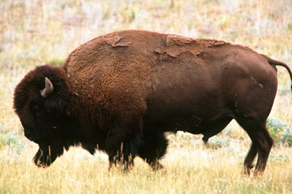 Bison - Foto, Druck, Poster, Leinwand