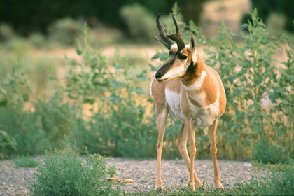 Pronghorn - Foto, Druck, Poster, Leinwand