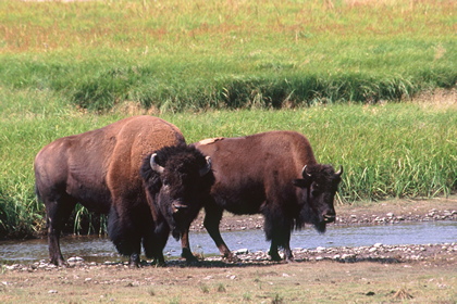 Bisons - Foto, Druck, Poster, Leinwand