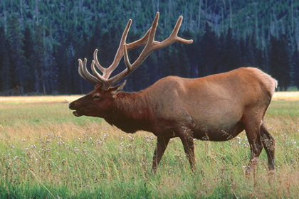 Wapiti - Foto, Druck, Poster, Leinwand
