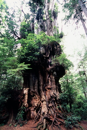 Riesenlebensbaum - Foto, Druck, Poster, Leinwand