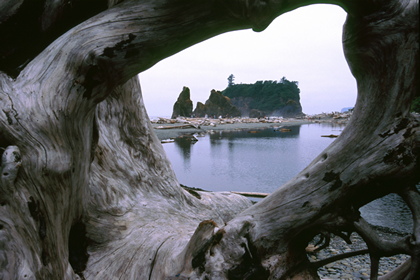 Blick durchs Treibholz - Foto, Druck, Poster, Leinwand