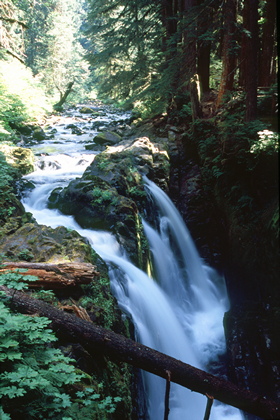 Waldbach - Foto, Druck, Poster, Leinwand