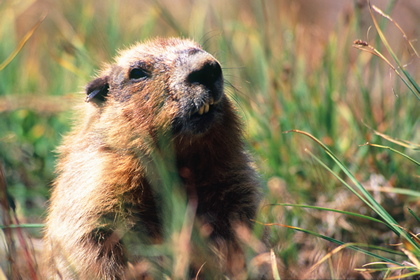 Murmeltier - Foto, Druck, Poster, Leinwand