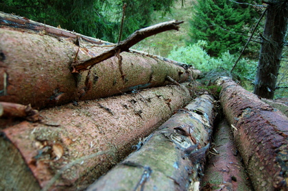 Fichtenstämme - Foto, Druck, Poster, Leinwand