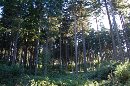 Fichtenwald - Foto, Druck, Poster, Leinwand