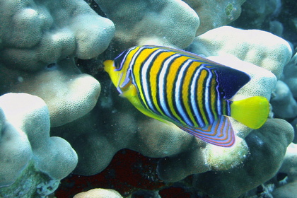 Pfauen Kaiserfisch - Foto, Druck, Poster, Leinwand