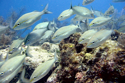 Fischschwarm - Foto, Druck, Poster, Leinwand