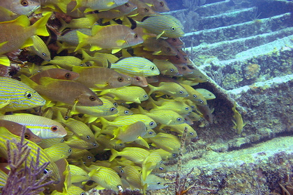 Fischschwarm - Foto, Druck, Poster, Leinwand