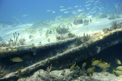 Fische und Wrackteile - Foto, Druck, Poster, Leinwand