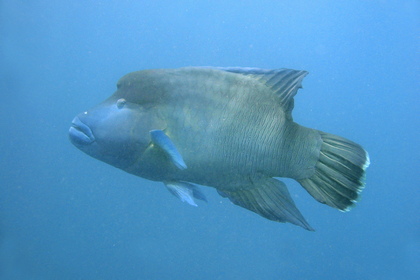 Napoleonfisch - Foto, Druck, Poster, Leinwand