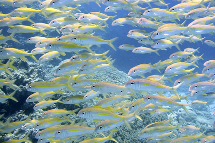 Fischschwarm - Foto, Druck, Poster, Leinwand