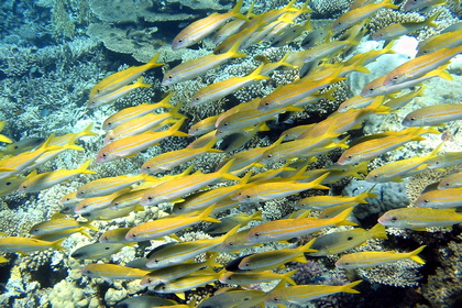 Fischschwarm - Foto, Druck, Poster, Leinwand