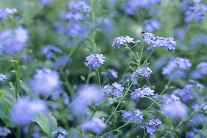 Blumenwiese - Foto, Druck, Poster, Leinwand