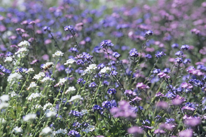 Blumenwiese - Foto, Druck, Poster, Leinwand