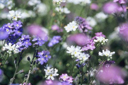 Blumenwiese - Foto, Druck, Poster, Leinwand