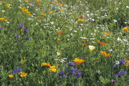 Blumenwiese - Foto, Druck, Poster, Leinwand