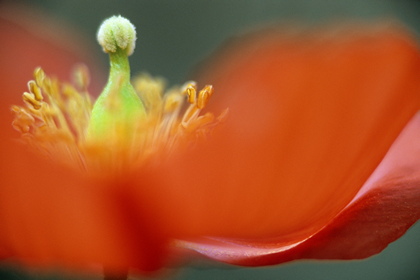 Waldscheinmohn, Meconopsis cambrica - Foto, Druck, Poster, Leinwand