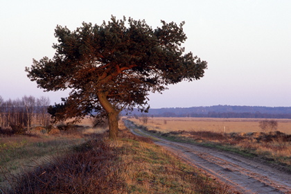 Feldweg - Foto, Druck, Poster, Leinwand