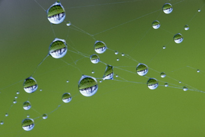 Tautropfen im Spinnennetz - Foto, Druck, Poster, Leinwand