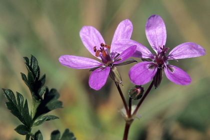 Reiherschnabel, Erodium - Foto, Druck, Poster, Leinwand