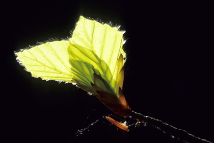 Junges Blatt - Foto, Druck, Poster, Leinwand