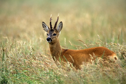 Rehbock - Foto, Druck, Poster, Leinwand