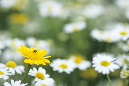 Blumenwiese - Foto, Druck, Poster, Leinwand