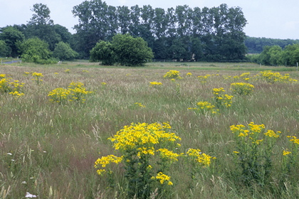 Wiese - Foto, Druck, Poster, Leinwand