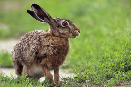 Hase - Foto, Druck, Poster, Leinwand