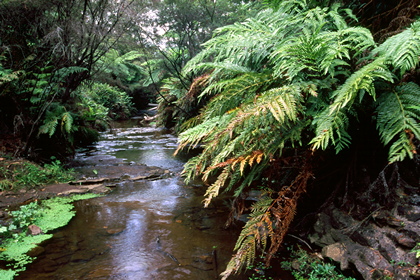 Waldbach - Foto, Druck, Poster, Leinwand