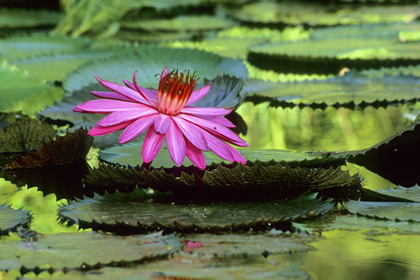 Seerose, Nymphaea - Foto, Druck, Poster, Leinwand